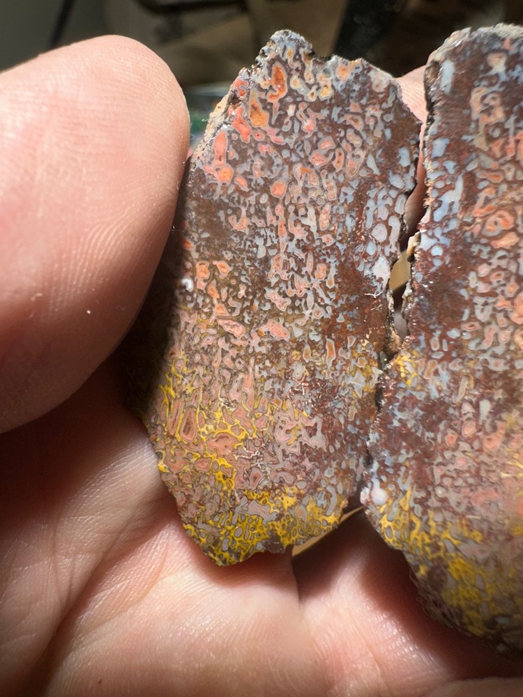 Dinosaur bone rough **hxtled split