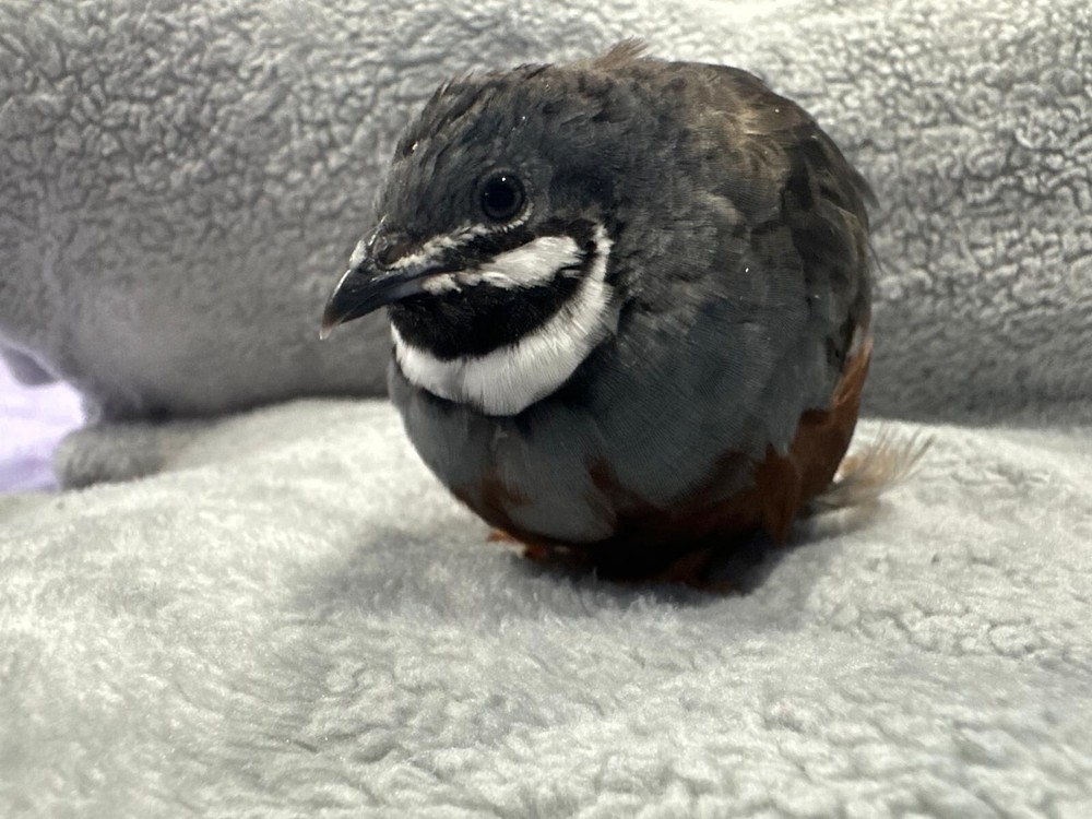 18 Button Quail RAREST COLORS HATCHING EGGS!
