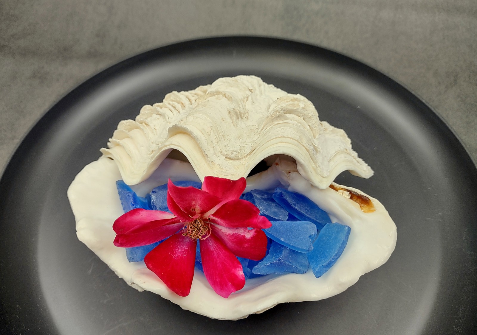 Derasa Clam Seashell White Tridacna Derasa (1 shell approx. 5+ inches)