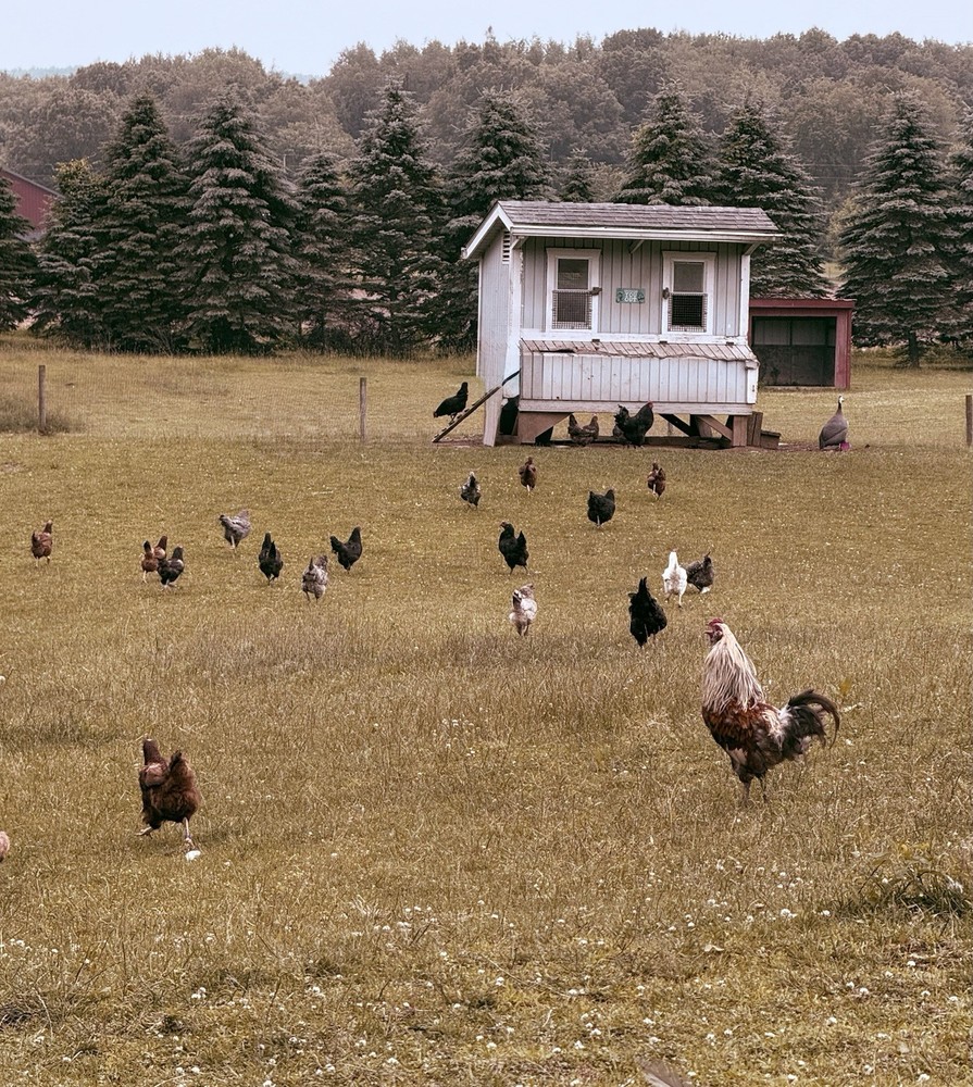 Mixed Color Chicken Hatching Eggs