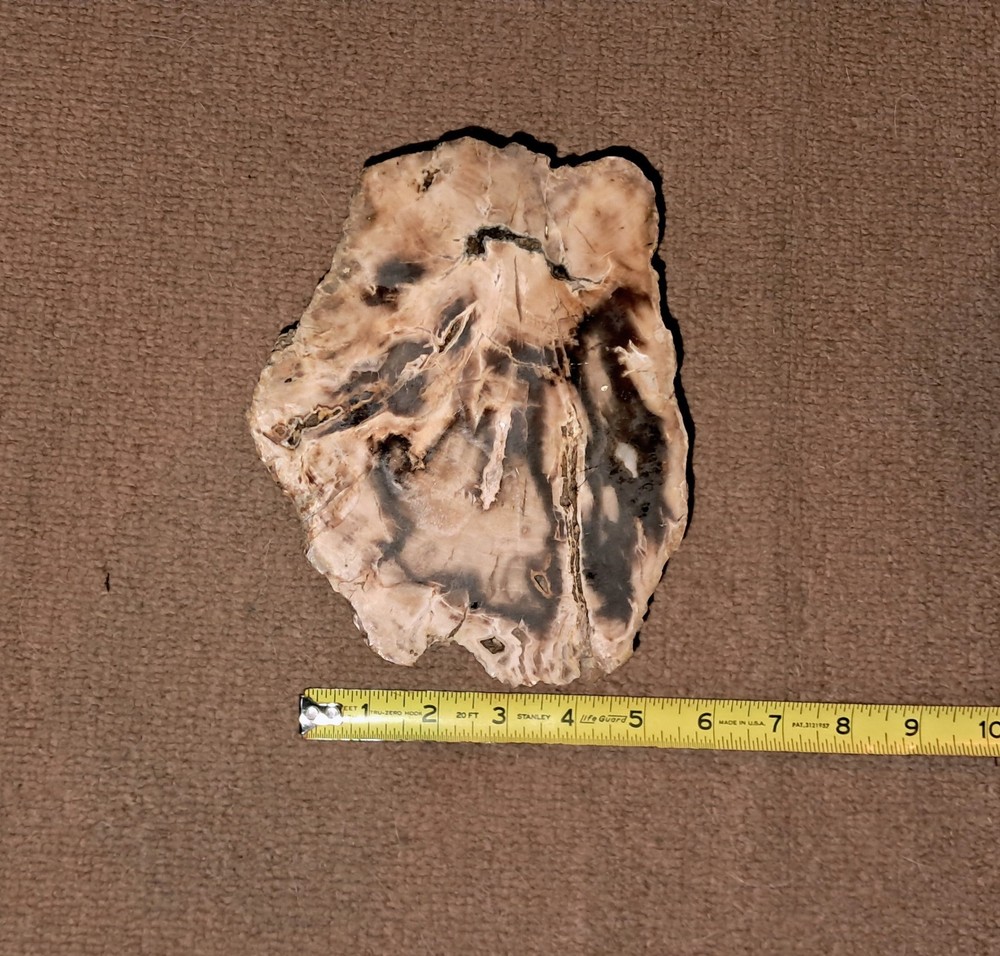 Petrified Wood. Large Limb Section Washington
