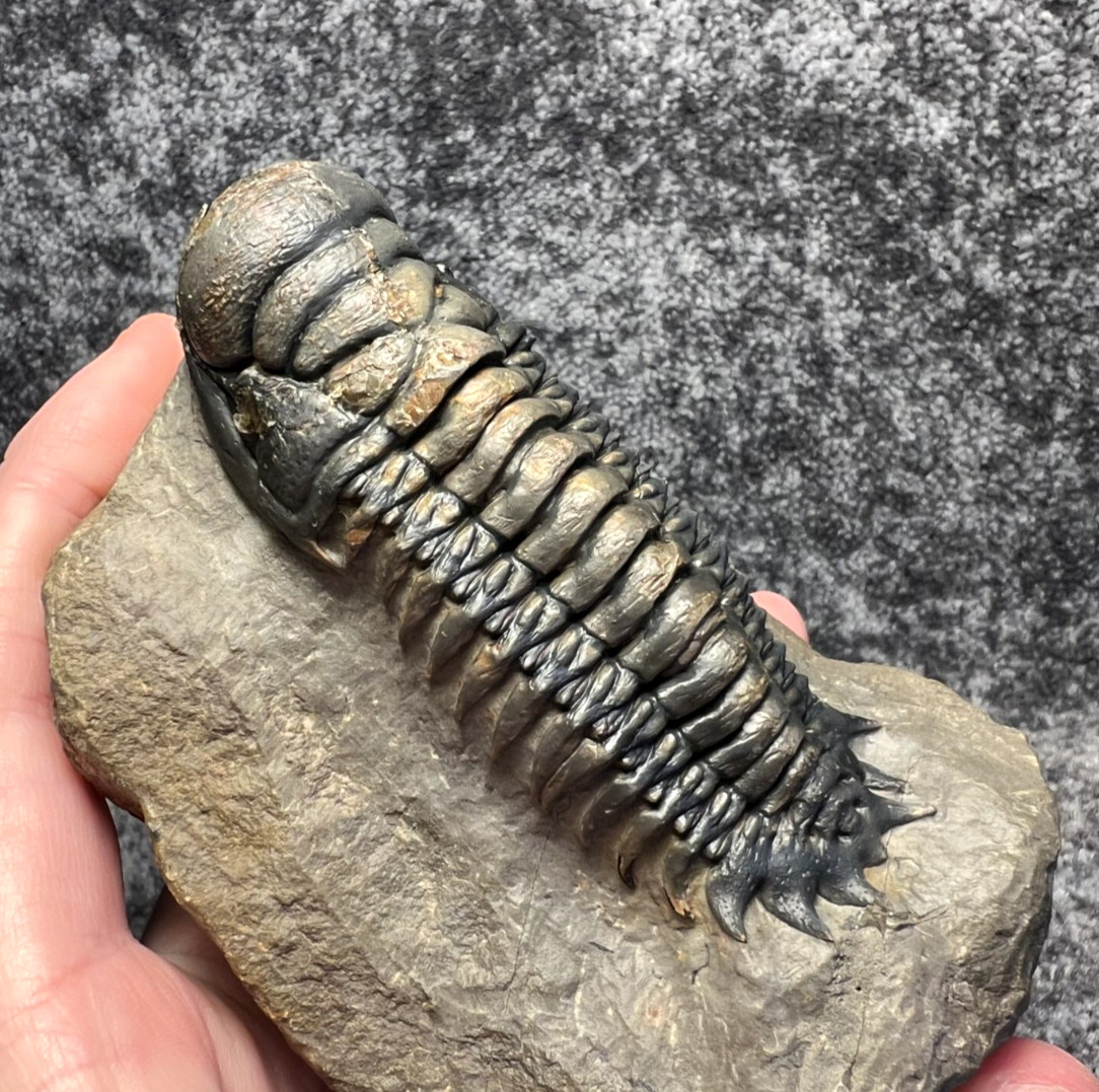 Crotalocephalina (Crotalocephalus) gibbus Trilobite Fossil – Nicely detailed