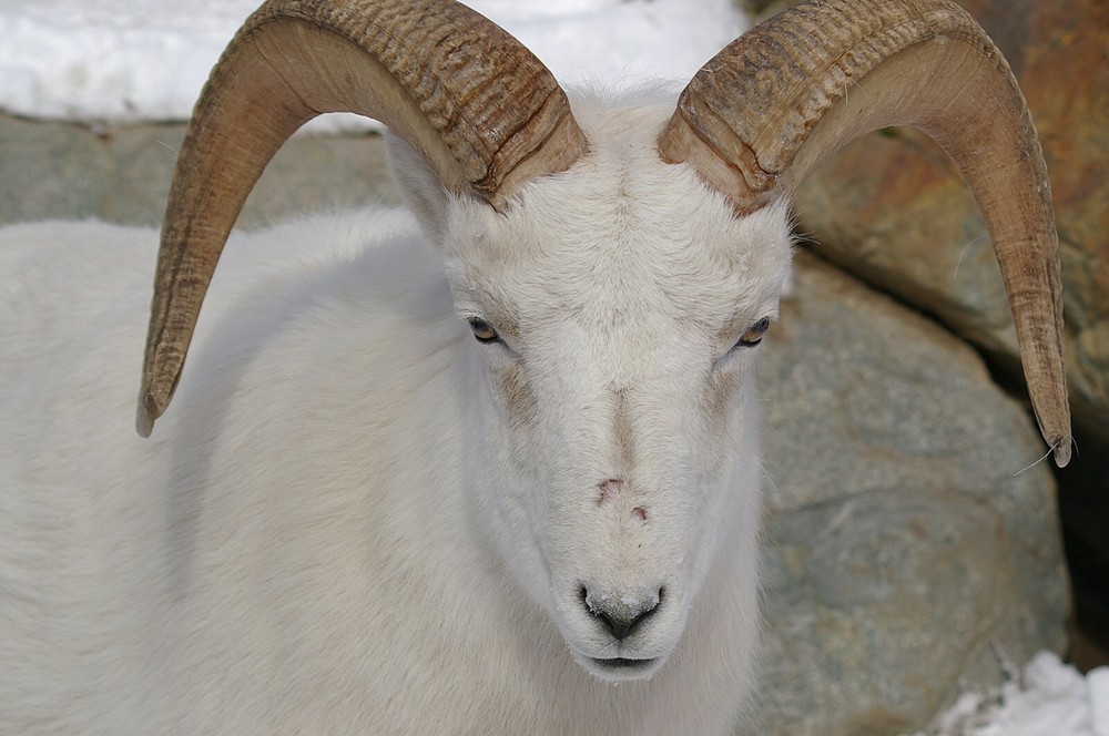 Dall Sheep Taxidermy Reference Photo Cd