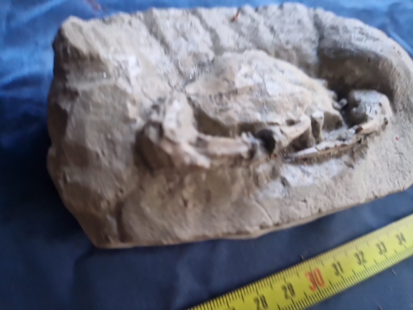 MASSIVE, LARGE, fossil CRAB from Java, Indonesia good details, great claws!
