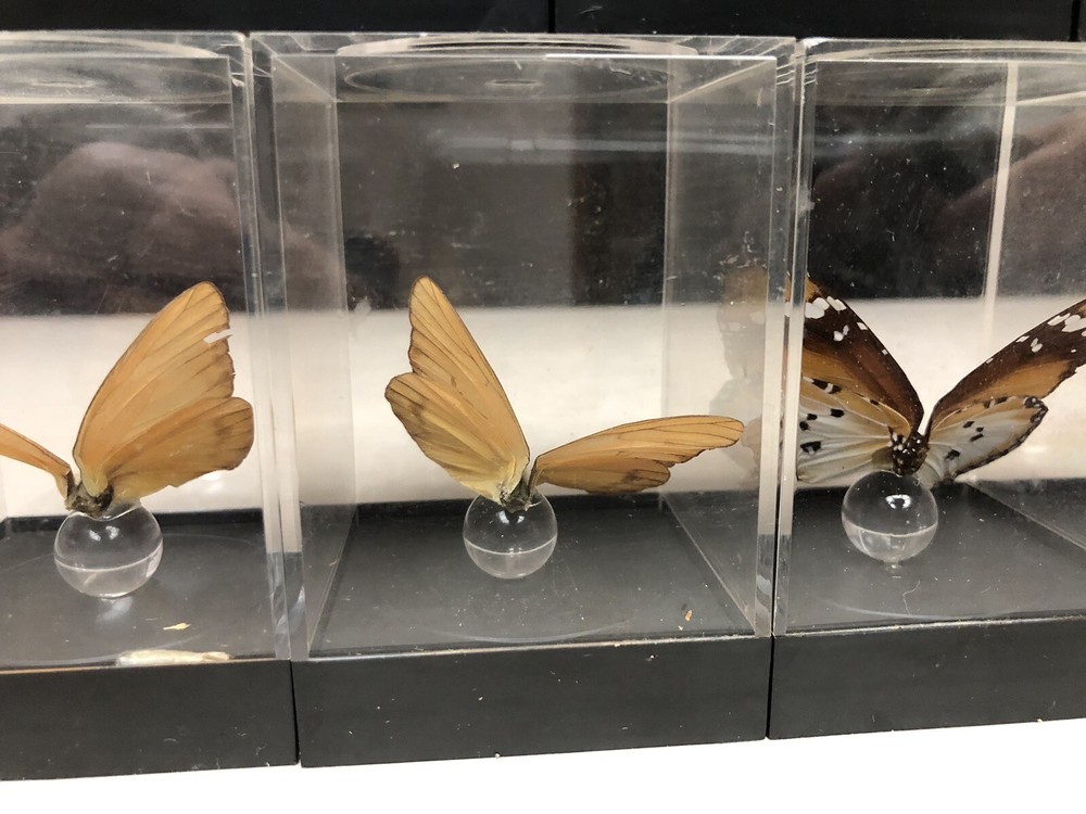 7 Mounted Butterfly Specimens In Acrylic Cases