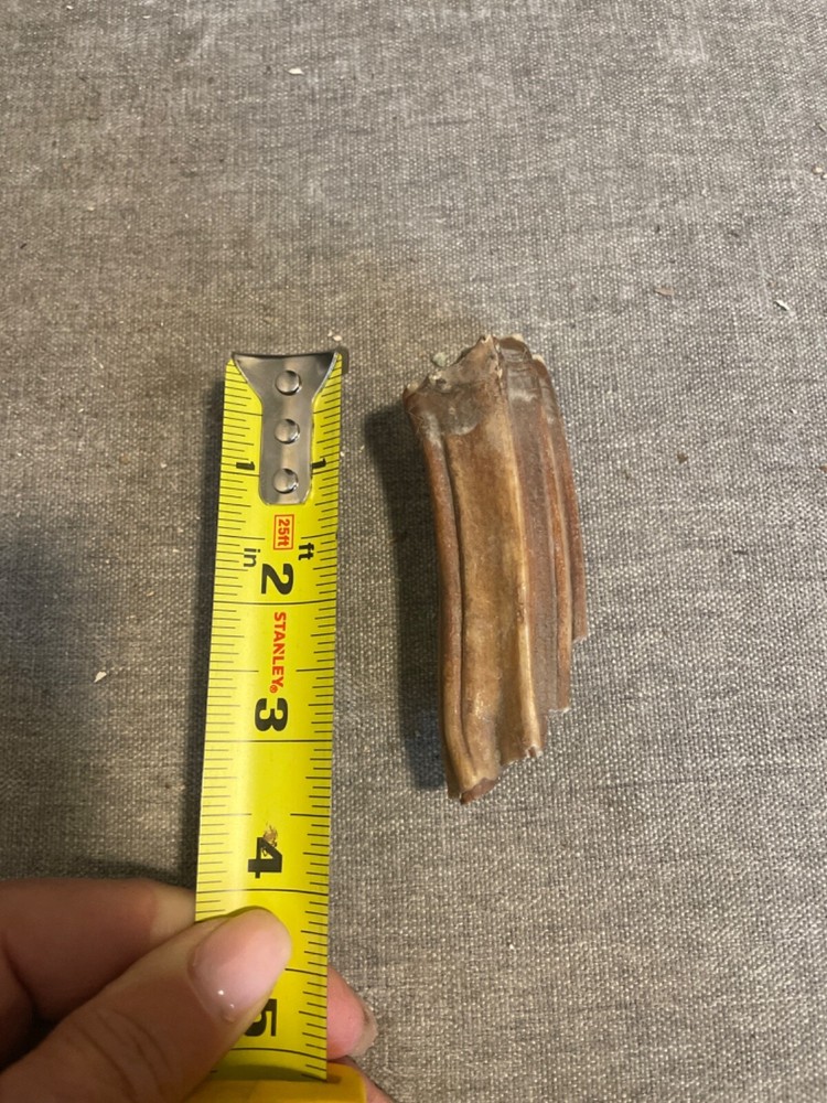 ice age horse tooth