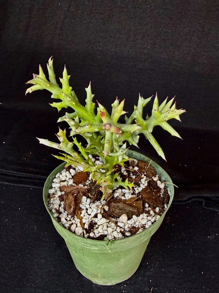 Euphorbia stenoclada, succulent