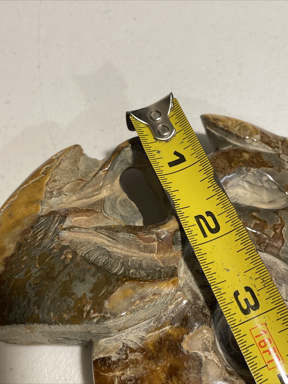 Small Fossilized Agatized Polished Ammonite Specimen 6 inches 1# 10oz