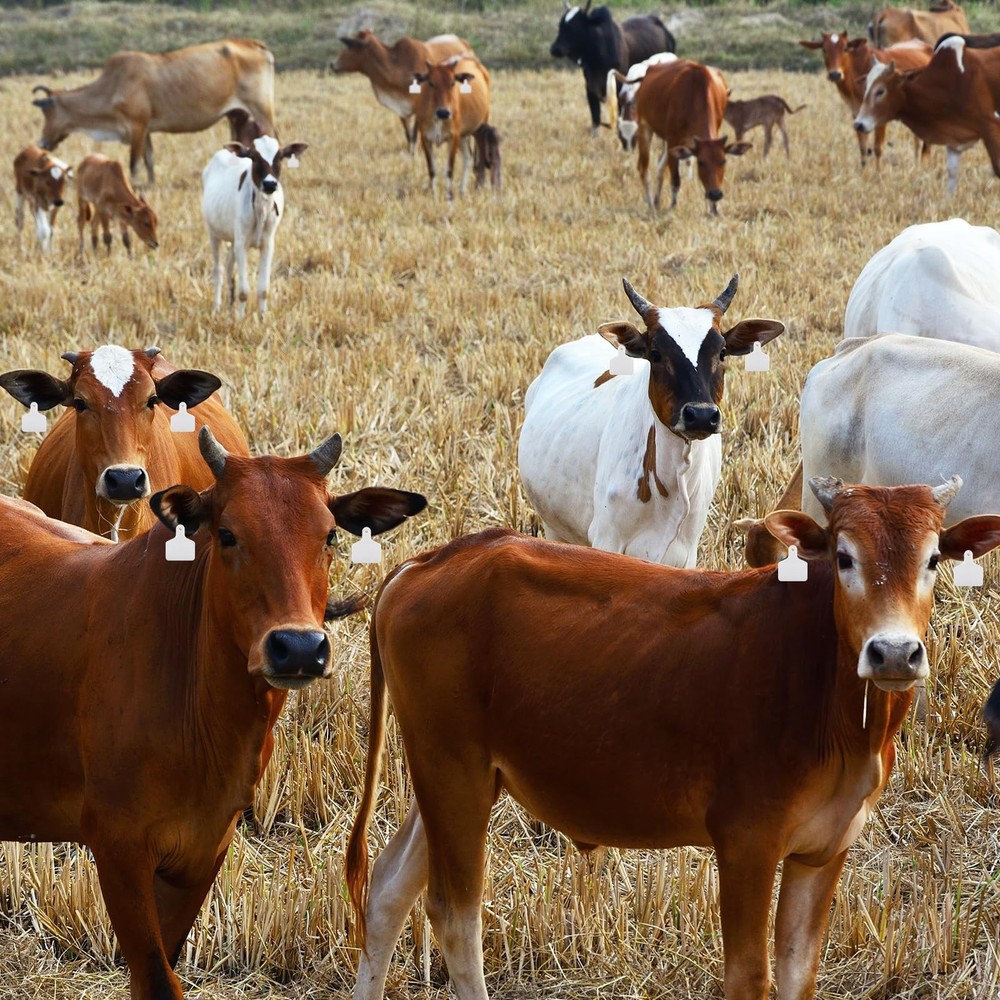 100 Blank Livestock Ear Tags for Cattle Identification - Durable Versatile
