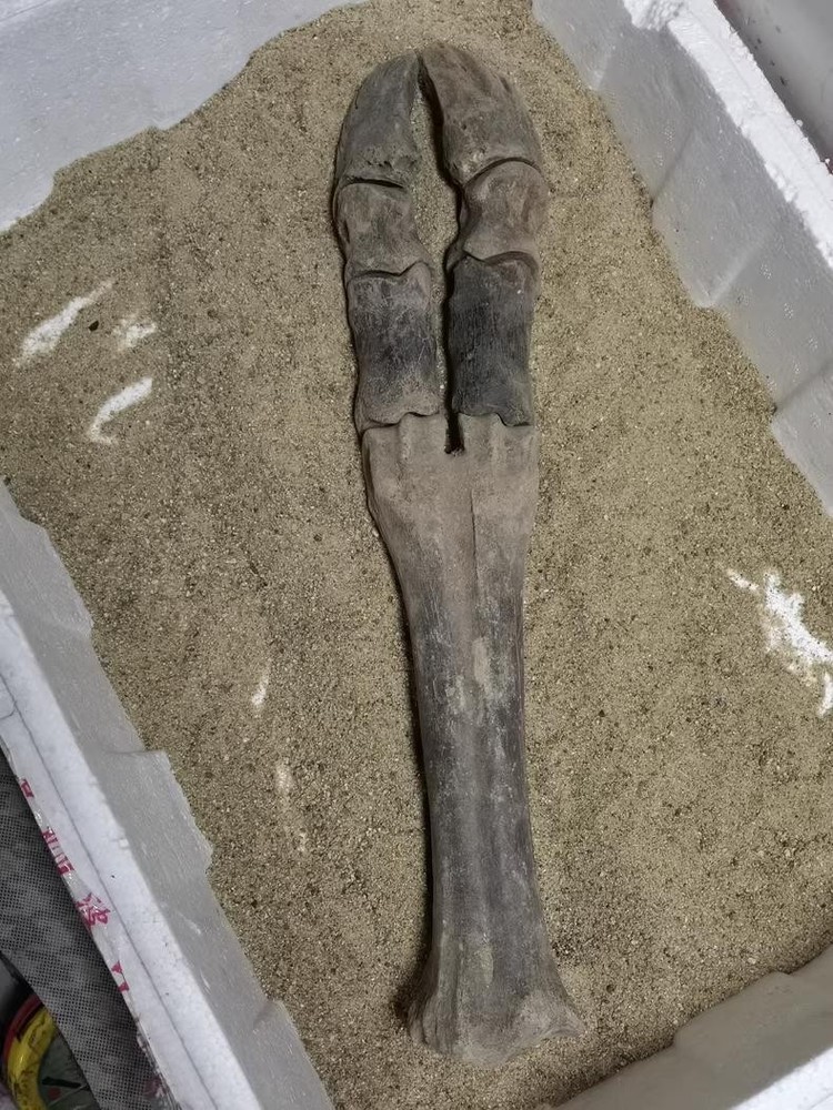 Exquisite Bone Fossils from the Ice Age - Specimen