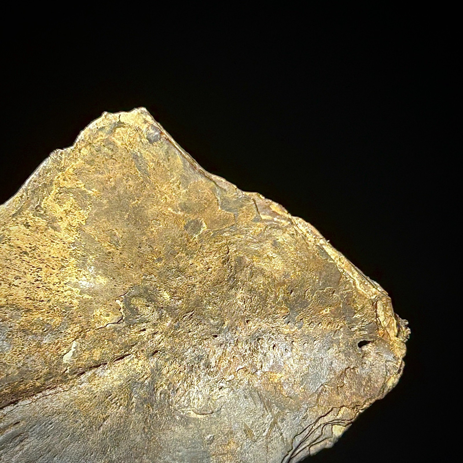 Atlantic Sturgeon Scute (Acipenser cf. oxyrinchus) 1.93" Bony Fish Fossil Dermal