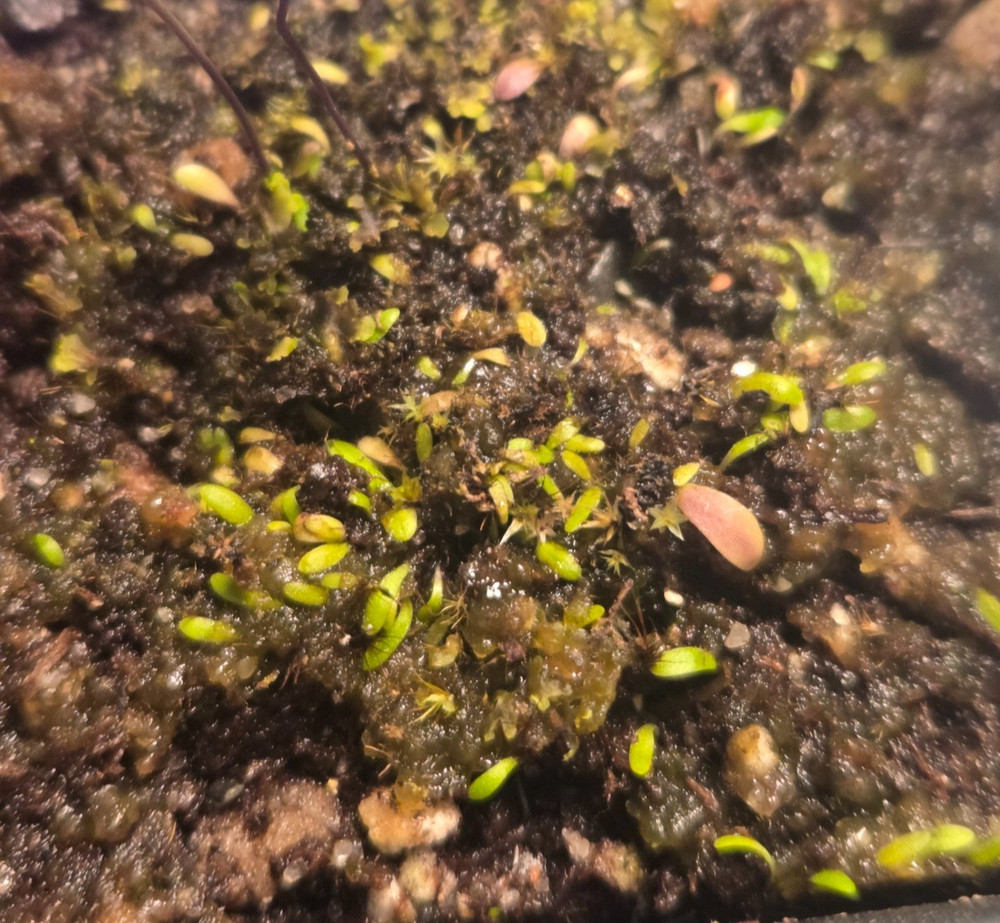 Utricularia microcalyx Carnivorous Bladderwort