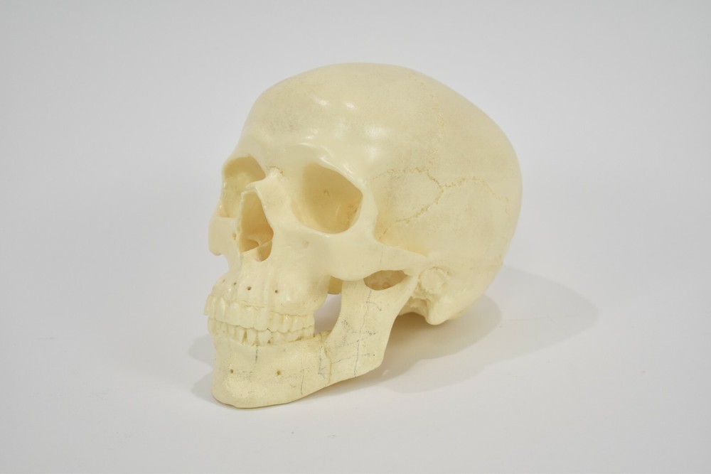Dental School Training Artificial Plastic Head with Fixed Teeth & Movable Jaw