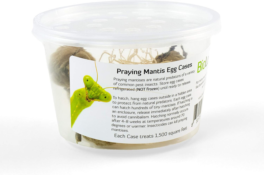 Praying Mantis Egg Cases - 2 Extra Large Cases