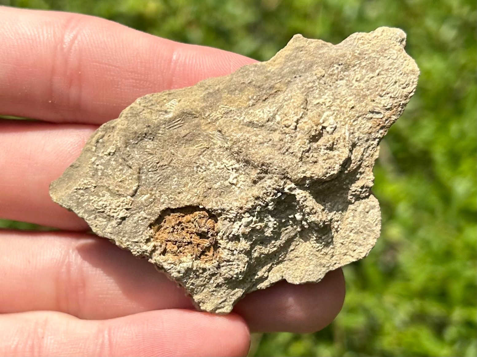 Alabama Fossil Starfish Cast Mississippian Age Bangor Limestone Formation