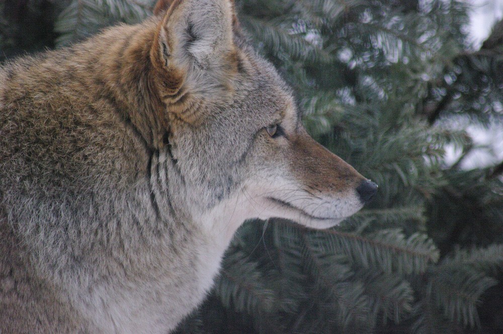 Coyote - Vol. 2 Taxidermy Reference Photo Cd