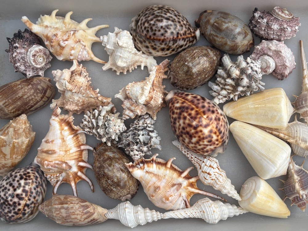 Large Seashells Assortment 10 Different Species Best Value