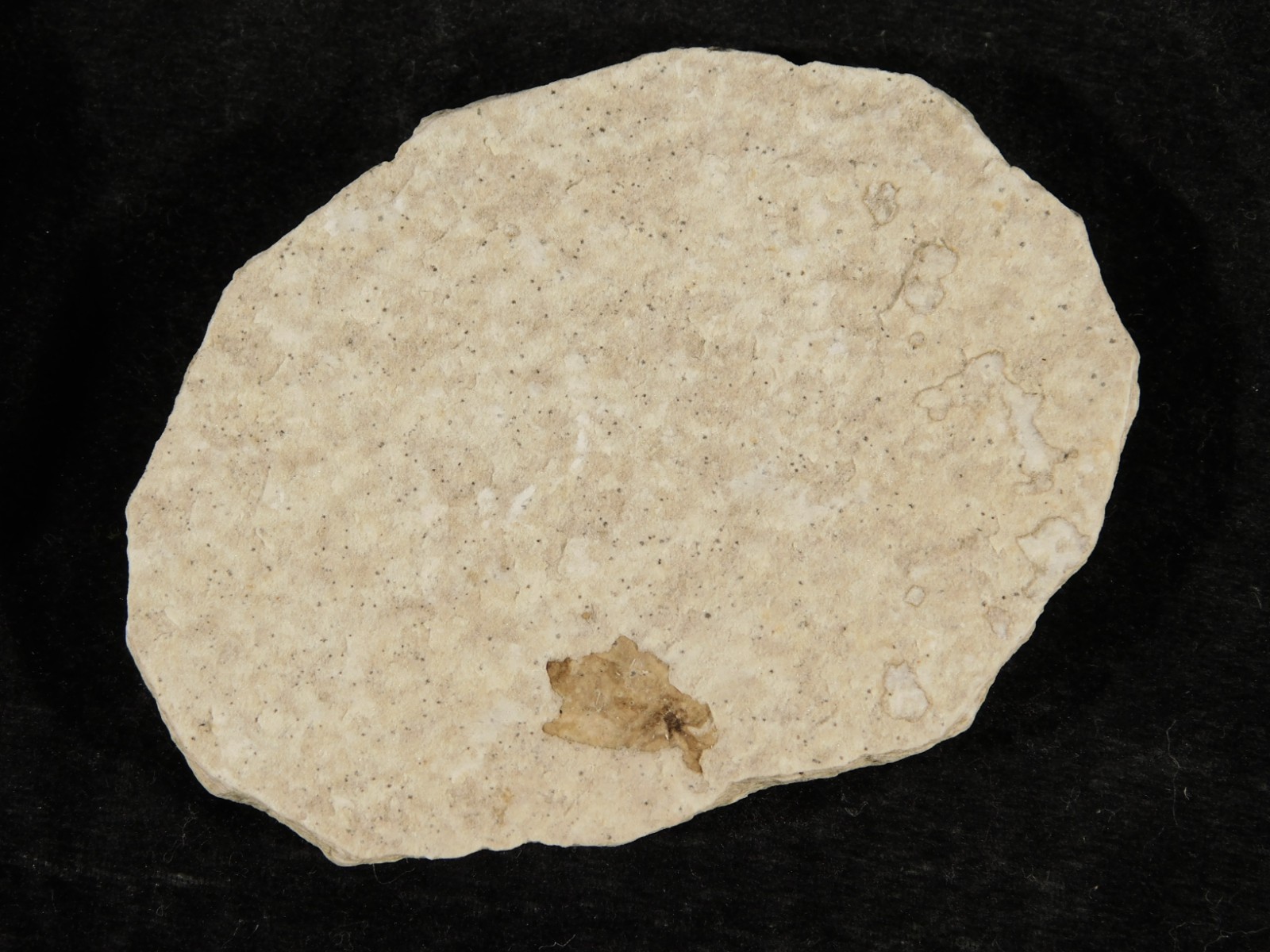 Lot of THREE! Fifty Million Year Old! WINGED INSECT Fossils From Wyoming 97.6gr