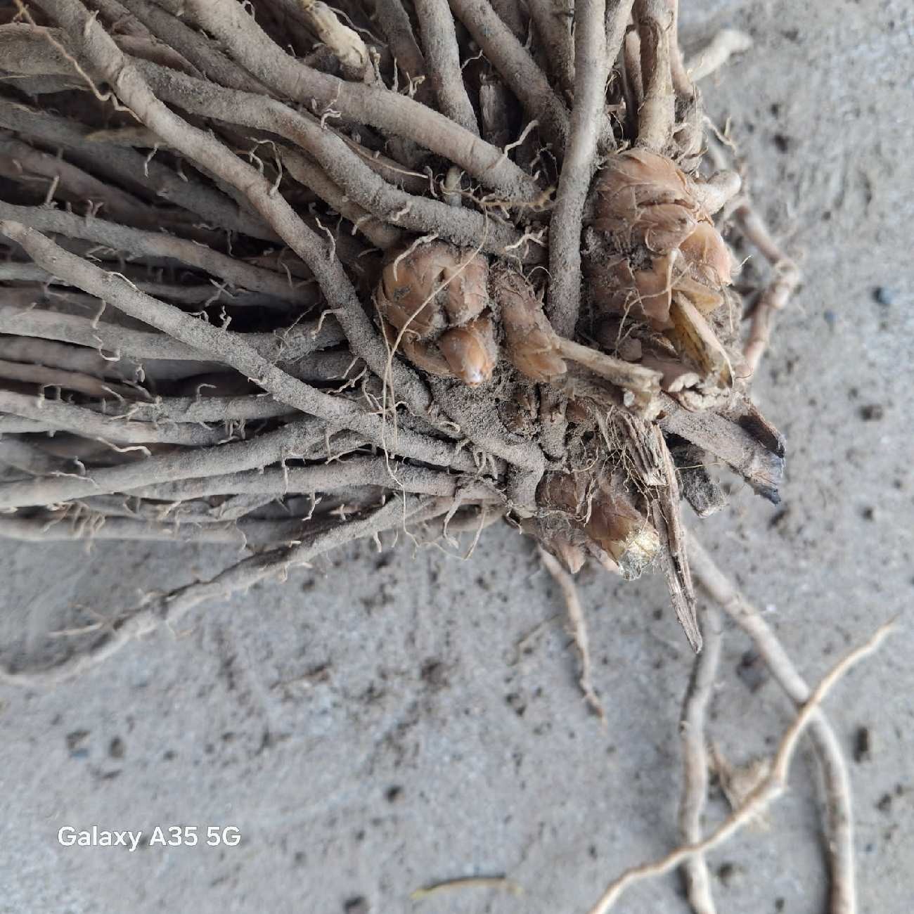 Ten Extra Large 3rd YEAR ASPARAGUS ROOTS