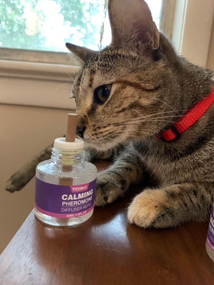 Cat Pheromones Calming Diffuser Refill 6Pk Multicat Pheromone Diffusers Refills