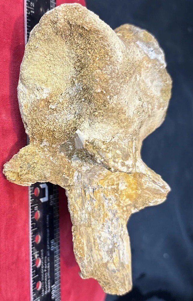 Mosasaurus vertebrae