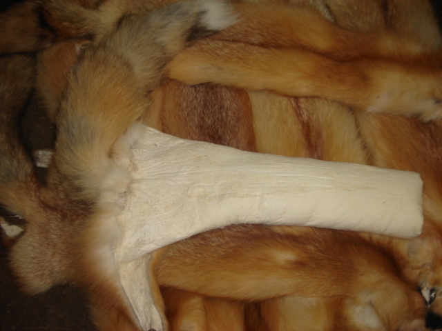 Tanned #1 Red Fox Hides/Furs/Trapping/Taxidermy/Crafts/Freshly tanned/USA furs