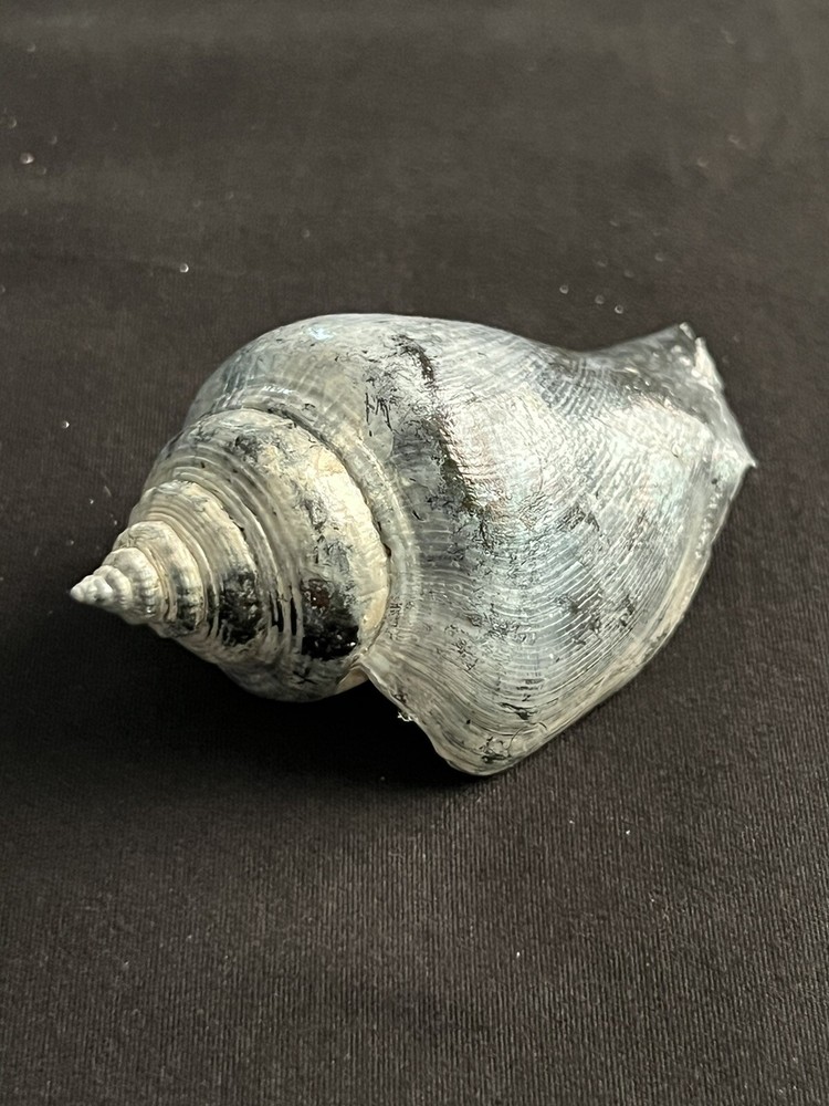 RARE Fossilized FIGHTING CONCH Shell From Central Florida.