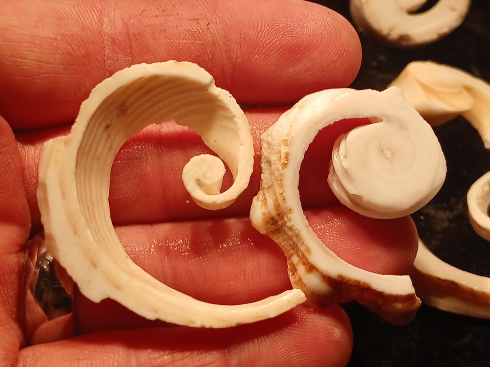 Shell Spiral Slices Lot