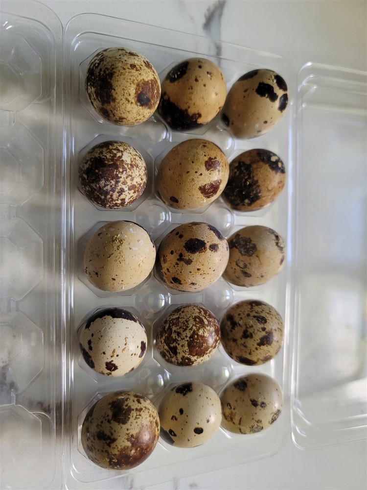 12 Fertile Coturnix Quail Hatching Eggs