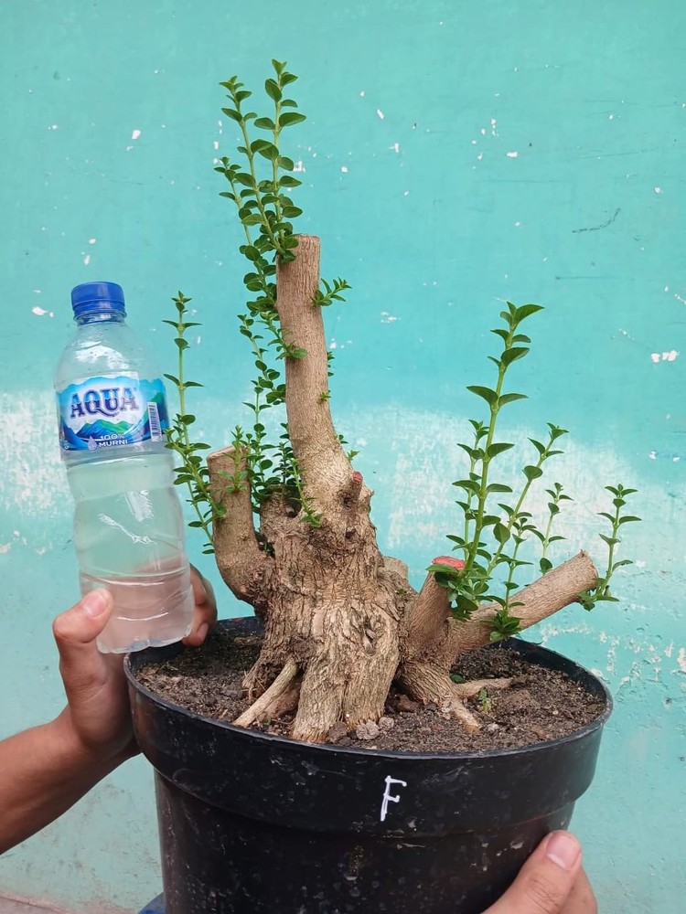 code 012 ✅ BONSAI materials PREMNA MICROPHYLLA || SMALL (REAL PICT)