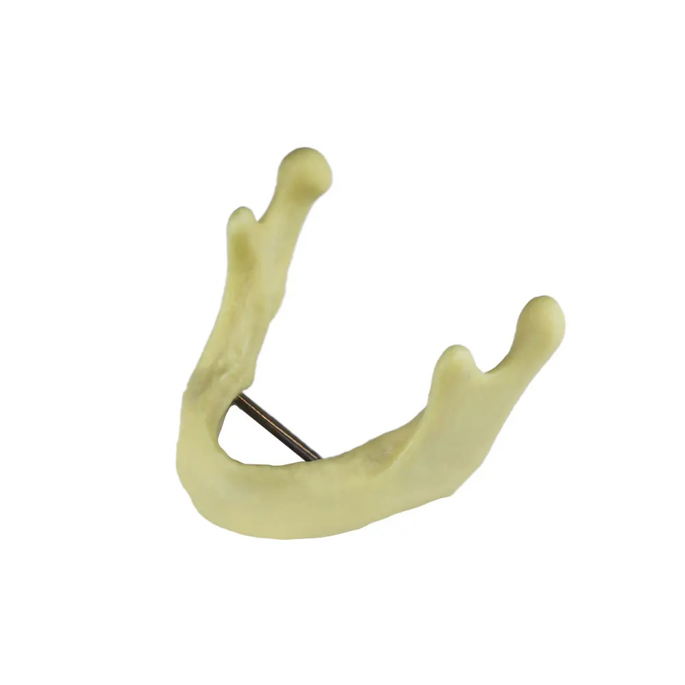 Dental Model Practice Maxillary Sinus/Mandibular Teeth Jaw Teaching Study Model