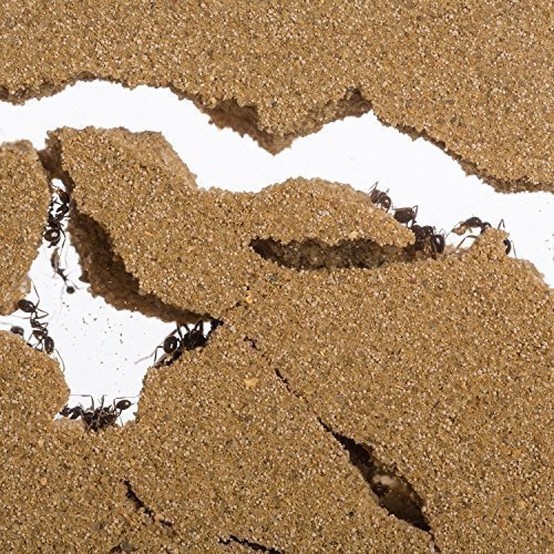 Sand Ant Farm Mini (Anthill, Formicarium, Educational, Ants)