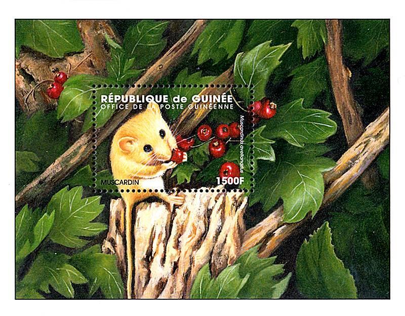 👉 GUINEA = MUSCARDIN S/S MNH *** ANIMALS