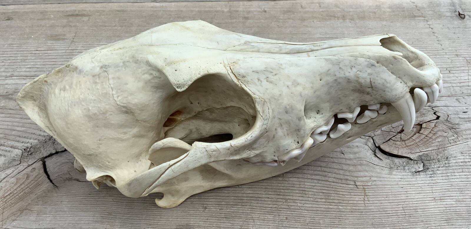 Coyote Skull Nature Cleaned Real Authentic Montana Coyote Skull