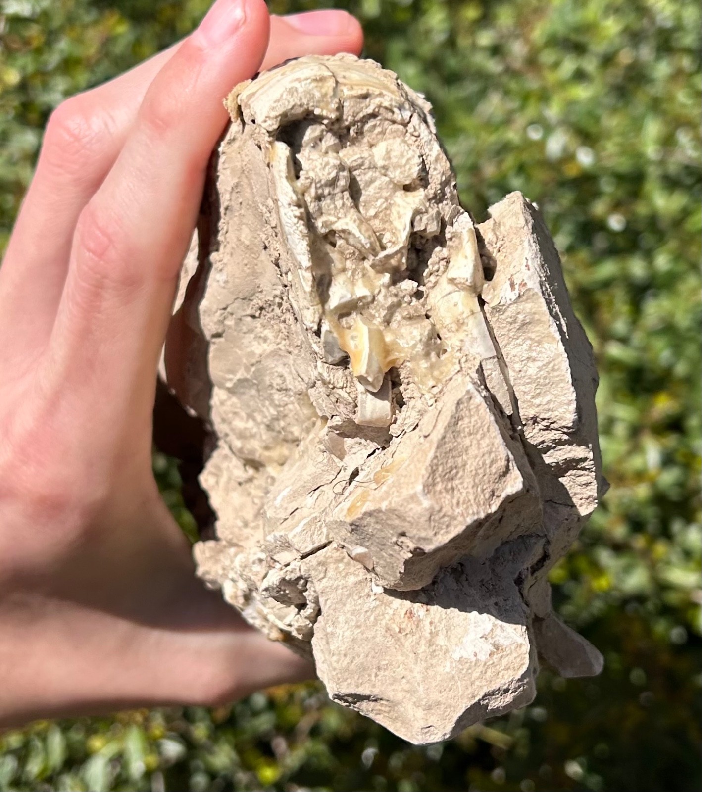 Fossil Oreodont Skull White River Oligocene Mammal Burke Formation Nebraska