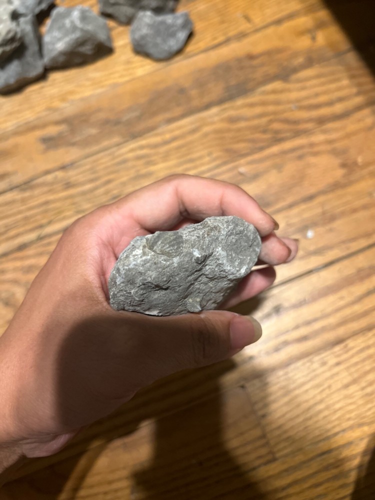 fossil rocks marine creatures