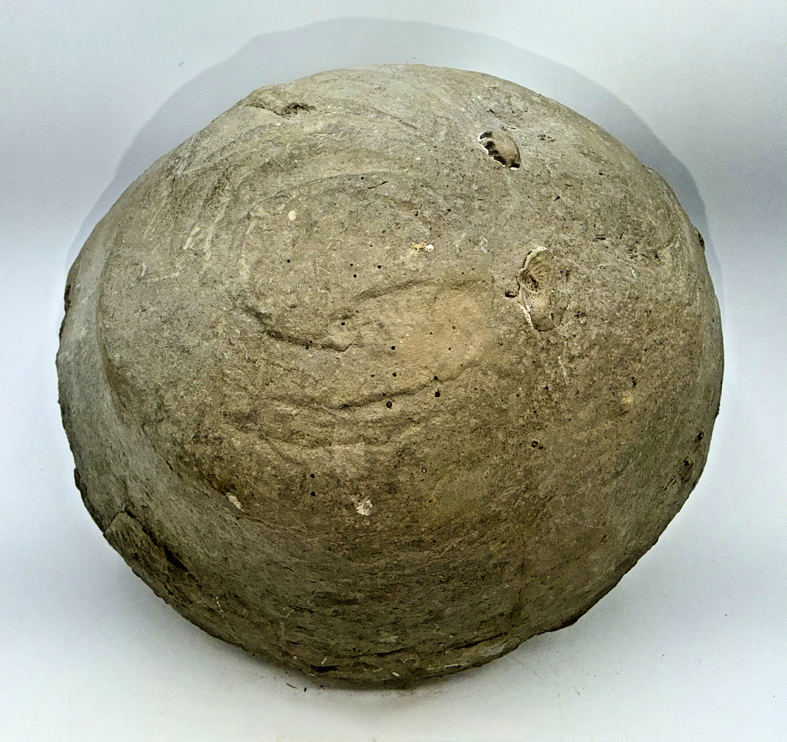 Large 31-lb Paleozoic Fossil Concretion w/Trilobite, Brachiopods, Gastropod poop