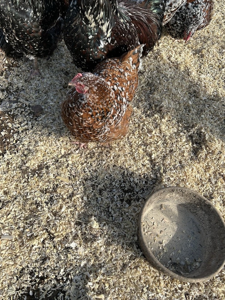 Jubilee Orpington Hatching Eggs 12+