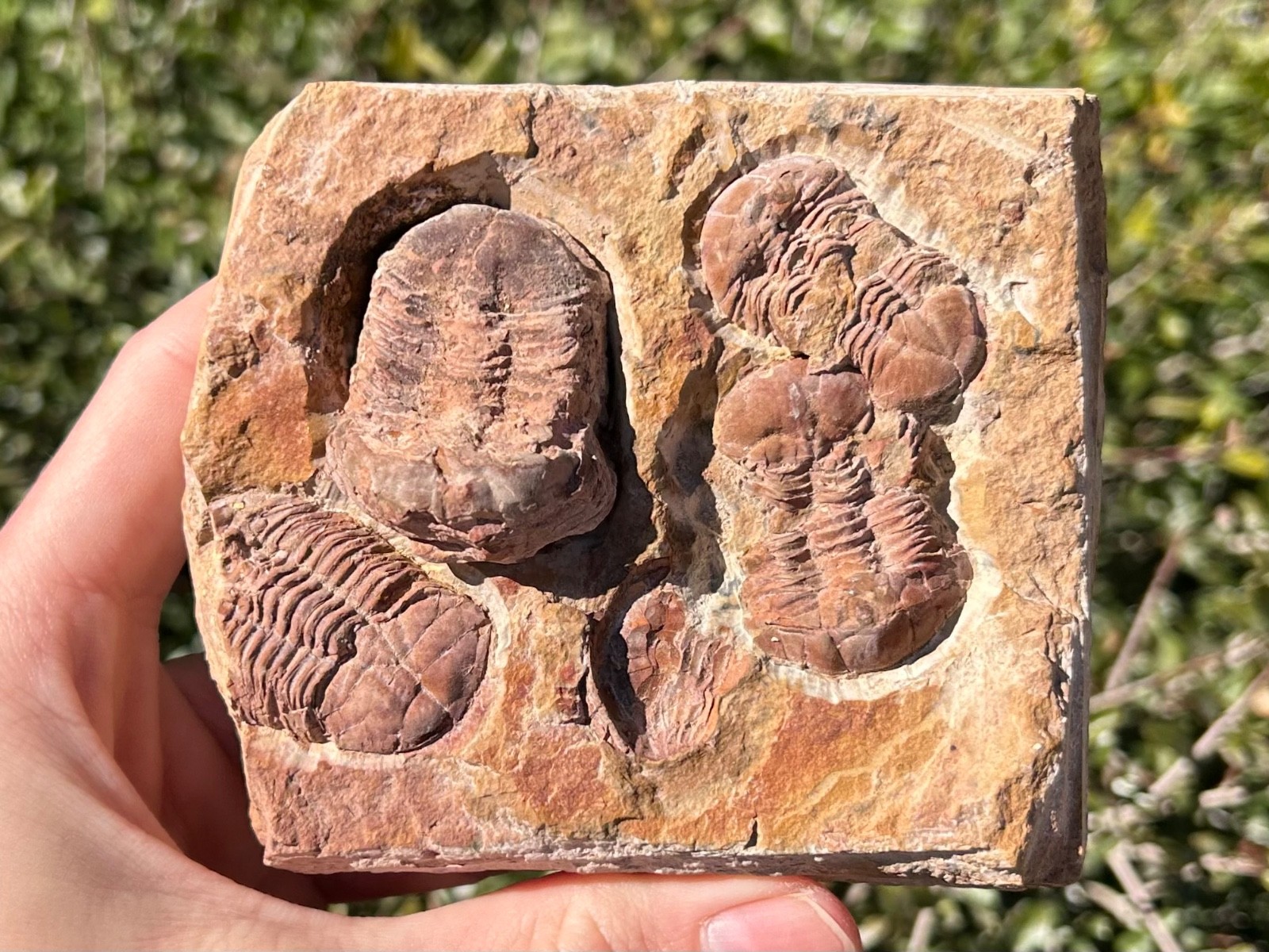 China Fossil Trilobites Multi Plate Ductina vietnamica Devonian Bugs in Matrix