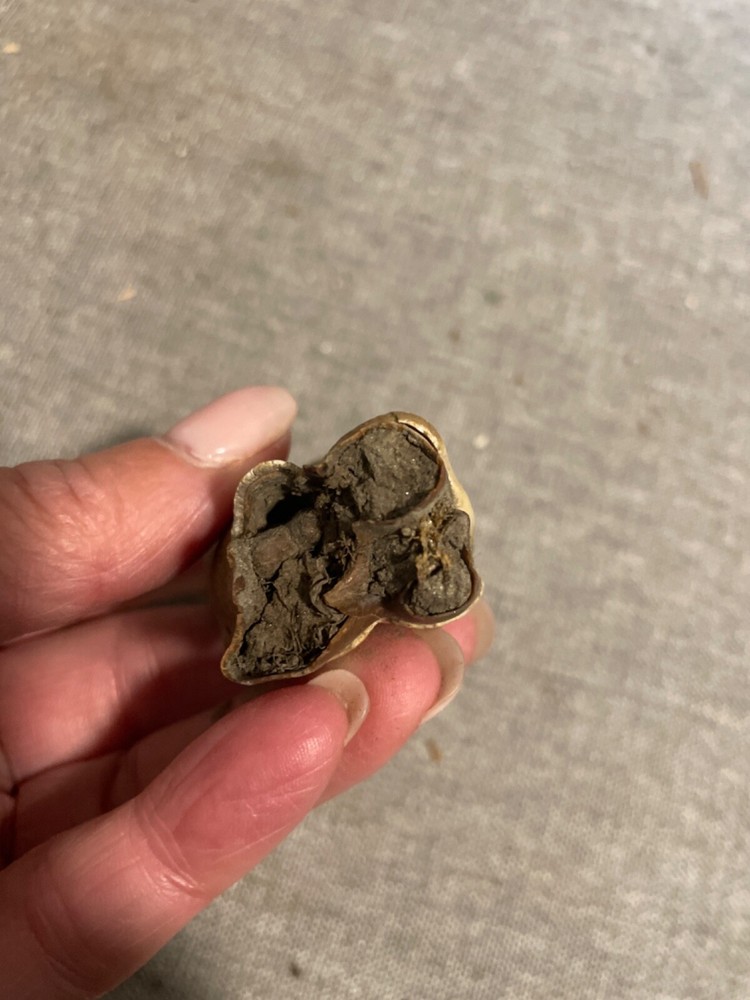 ice age horse tooth