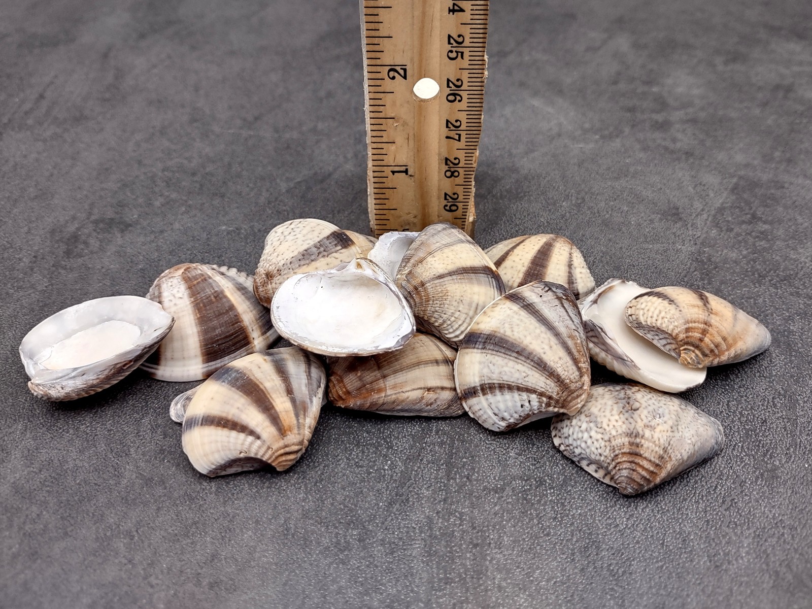 Mexican Sunset Striped Clam Seashells (15 shells approx. 1.25+ inches)