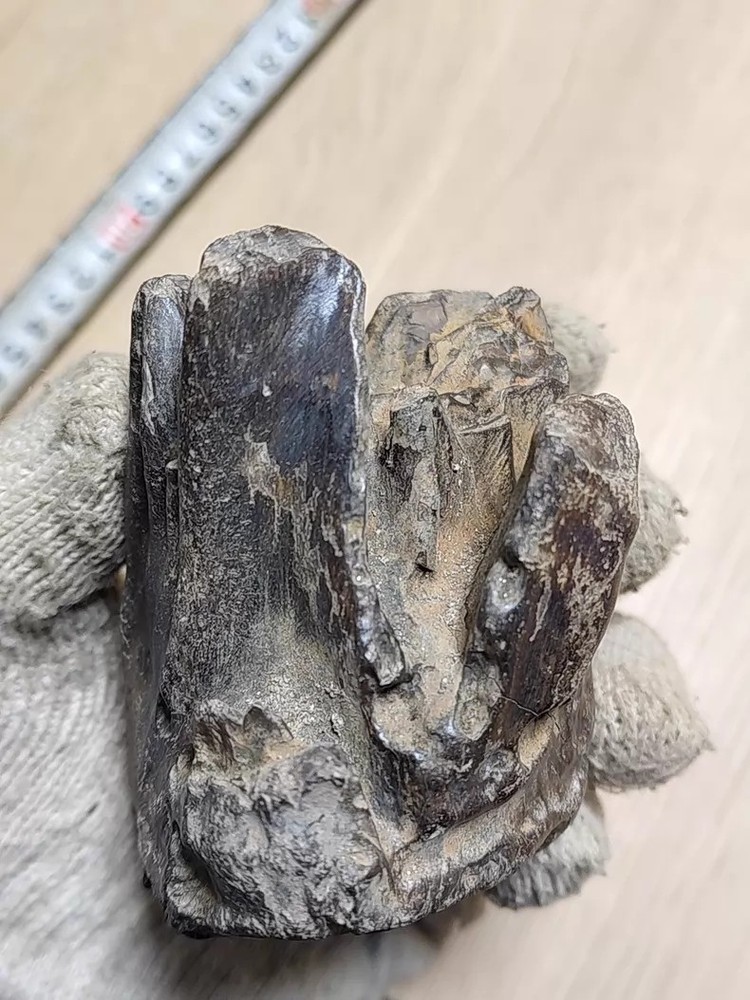 Ice Age Tooth Fossils - Ancient Fossil Specimens about