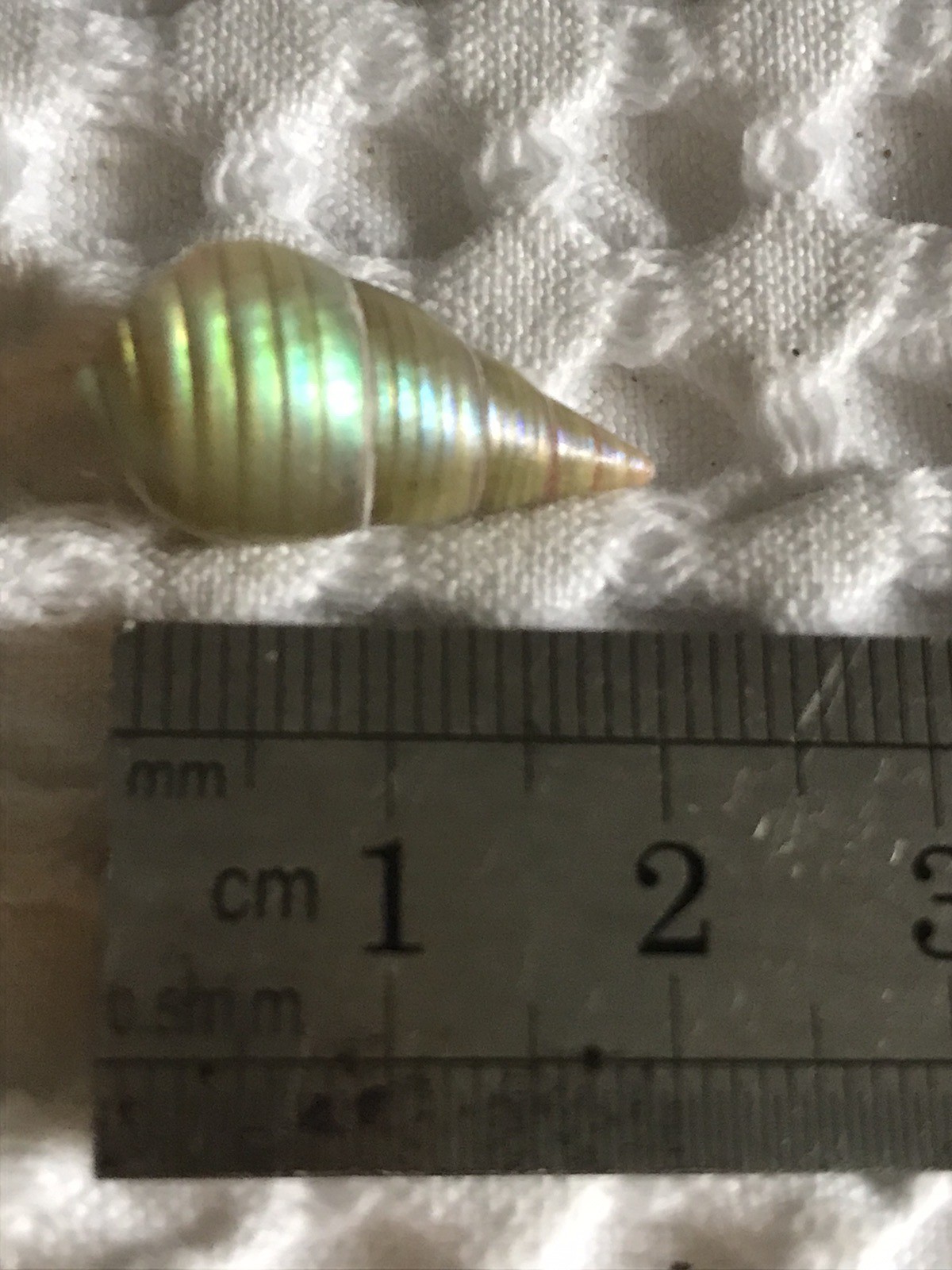 A BOX OF 20 KING MAIREENER SHELLS