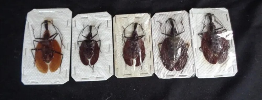 CARABIDAE: MORMOLYCE PHYLLODES 1 PCS (VIOLIN BEETLE)