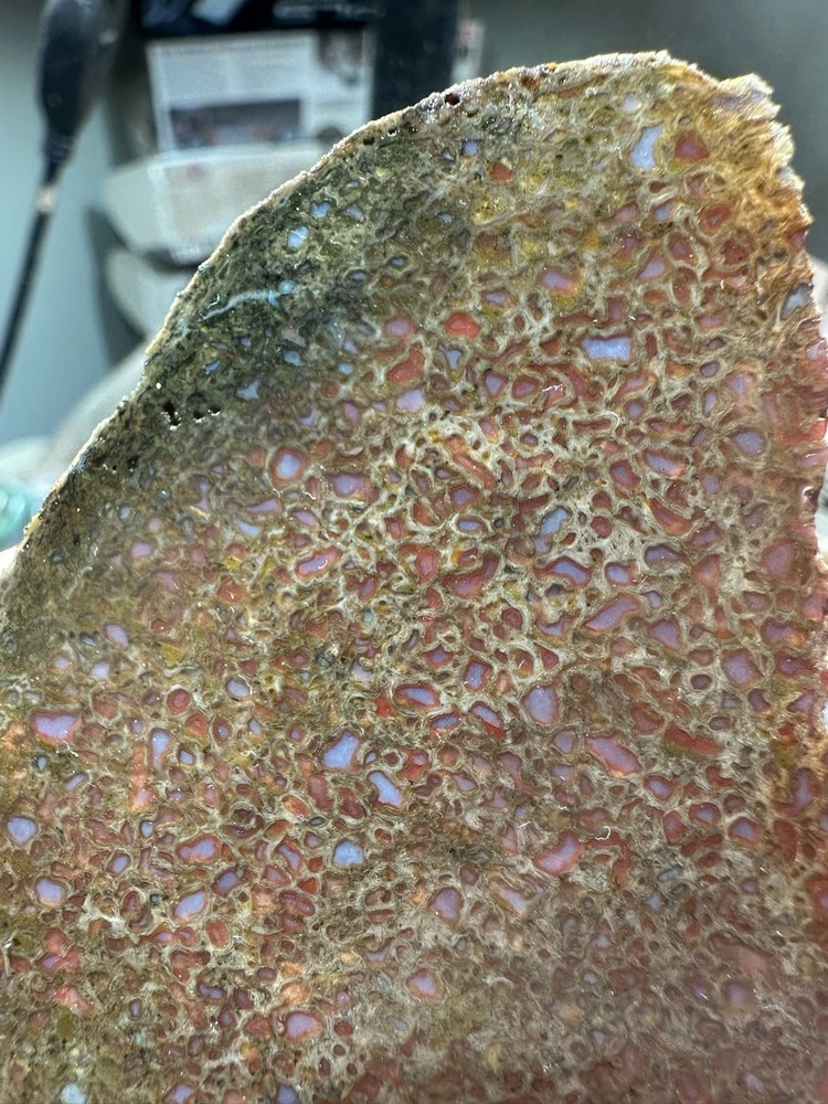 Dinosaur bone rough **hxtled end cut.