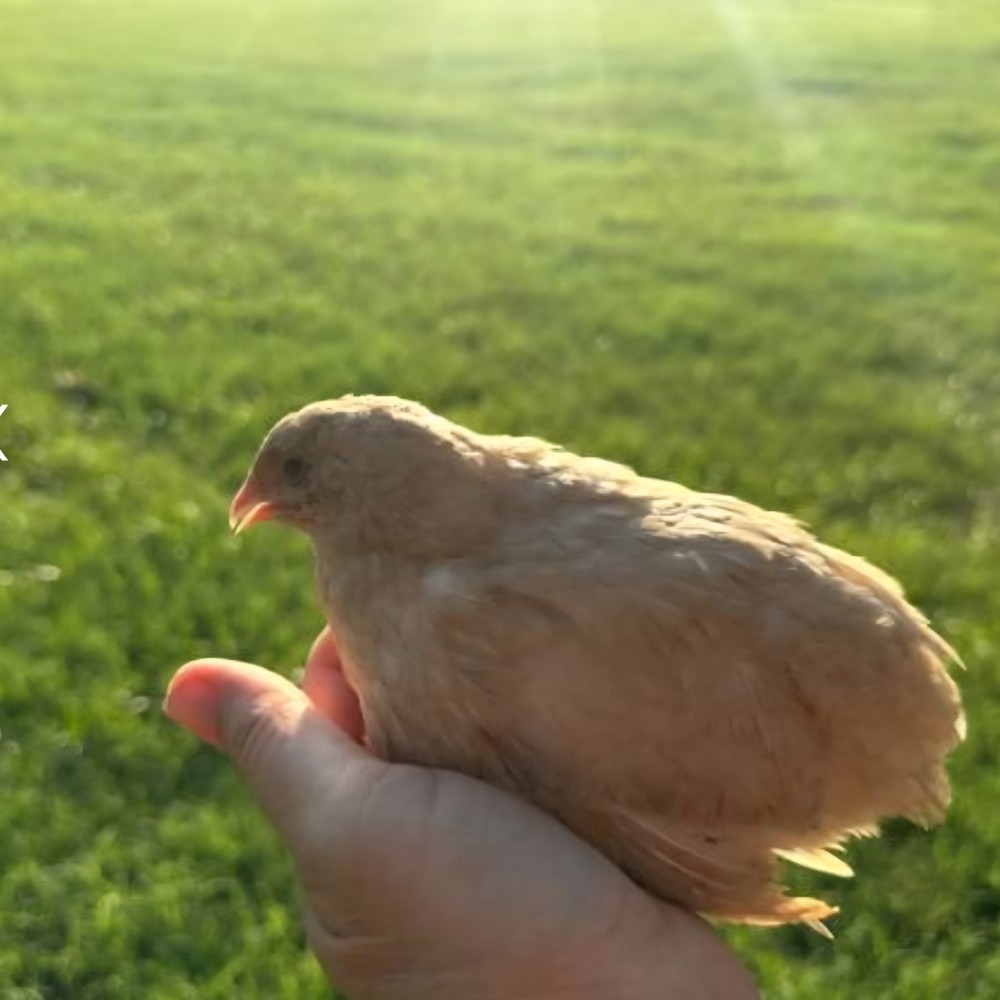 60 Celadon Blue Coturnix Quail Hatching Eggs - 100% BLUE
