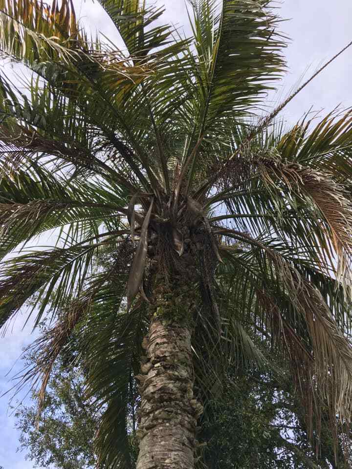 Butiagrus Seeds! F1 Hybrid Mule Palm Seeds. Rarely Ever Offered! Cold Hardy!