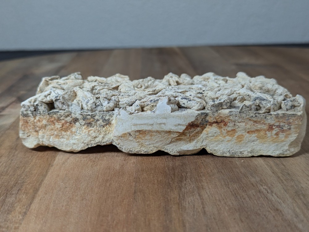 Colony Trace Fossil