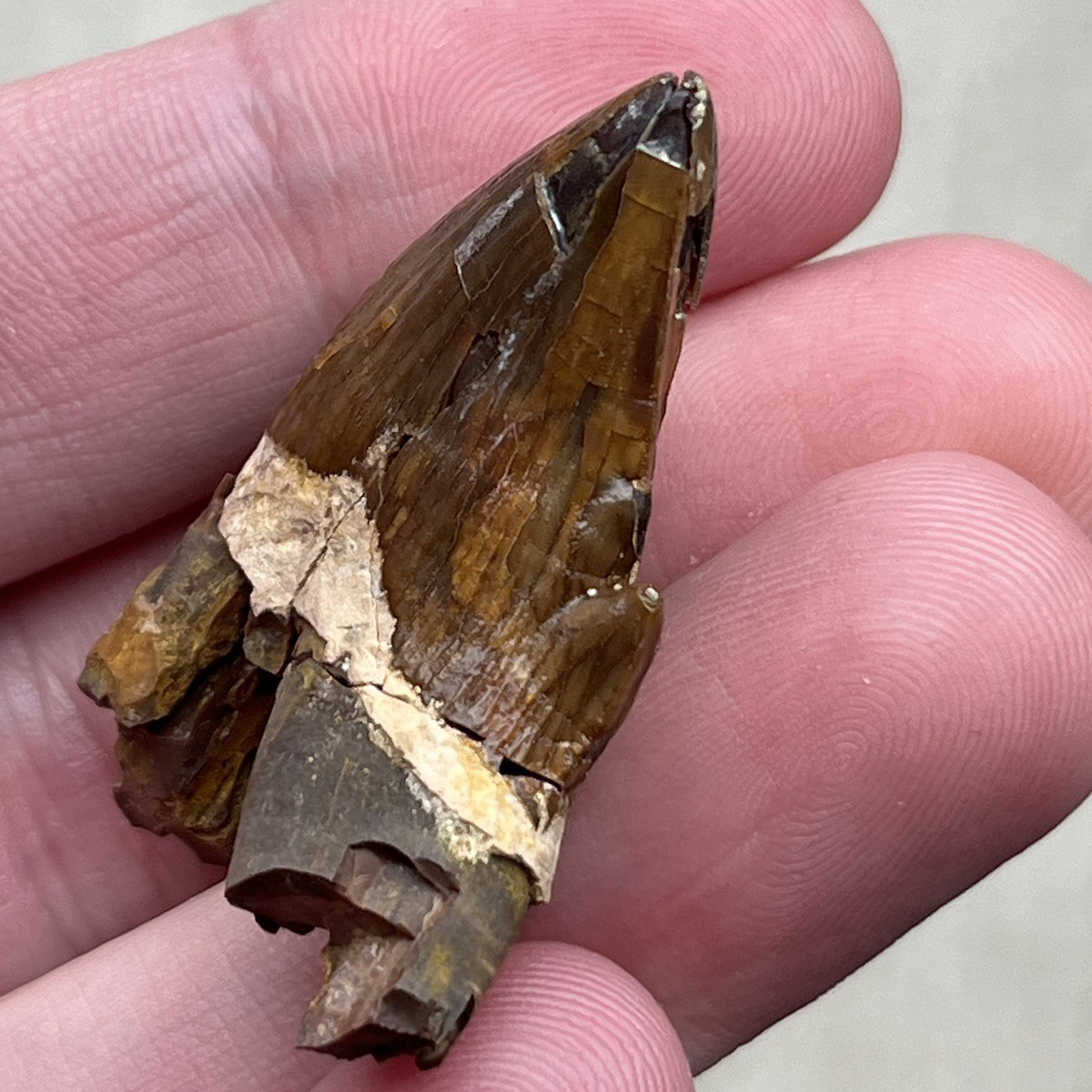 Ankylorhiza Tooth Fossil - Summerville SC - Marine Mammal
