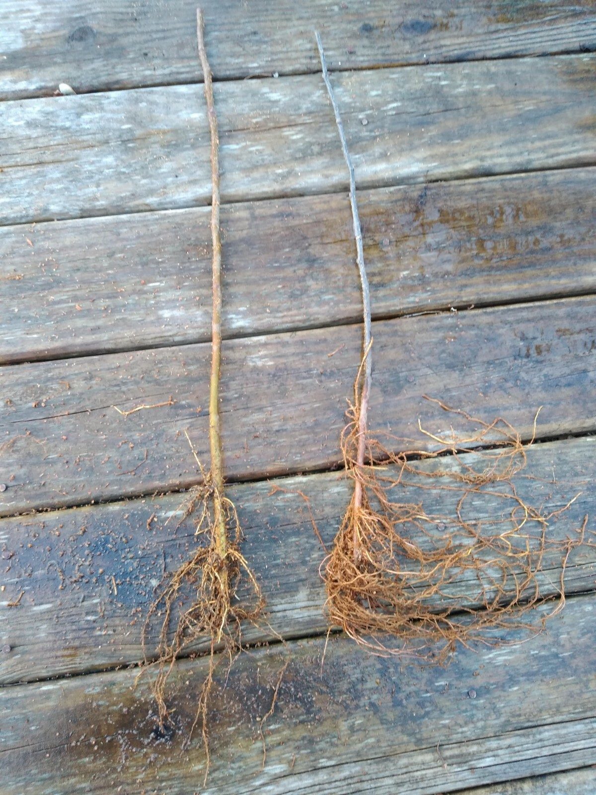 Apple Rootstock (Bundle of 10) Choice of Bud 118 or EMLA 111